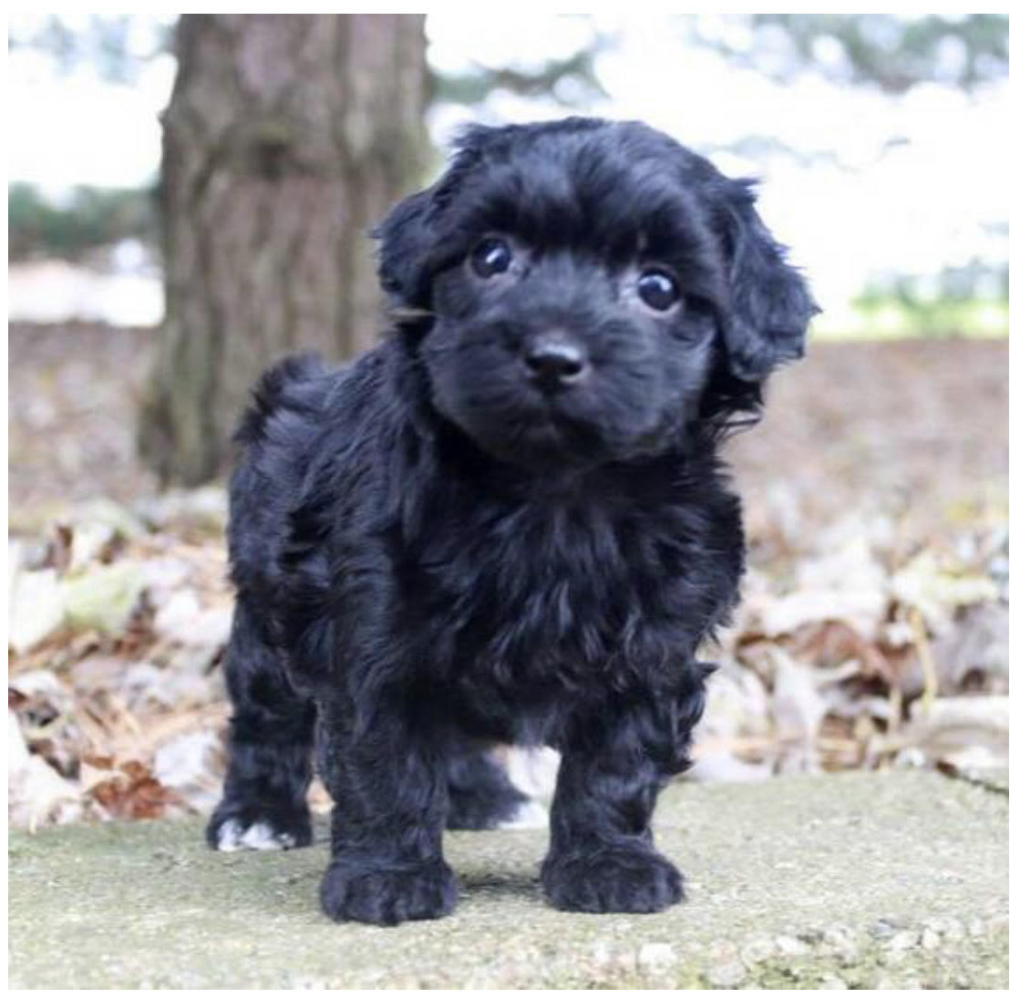 comprar cachorros sanos, baratos y asequibles para la venta